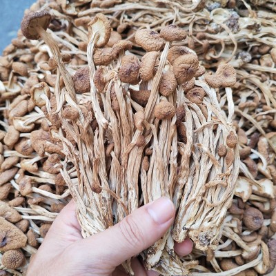 古田农家不开伞茶树菇干货500g无硫小冰菇包邮茶薪菇新货农家自产图2