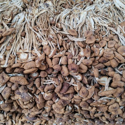 古田农家不开伞茶树菇干货500g无硫小冰菇包邮茶薪菇新货农家自产图3