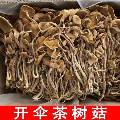 【无熏硫茶树菇净重】开伞茶树菇干货特产 开伞茶树菇食用菌批发