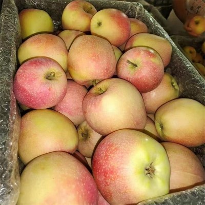陕西红富士苹果【膜袋】产地直发苹果整件包邮水果苹果一件代发图3