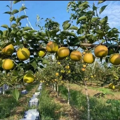 山西丹霞红梨新鲜水果梨子包邮当季水果丹霞红梨一件代发图4