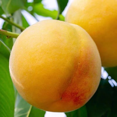 山东黄桃桃子新鲜水果早期桃子包邮当季黄桃一件代发图4