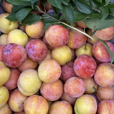 正宗营口东北大红袍李子5斤整箱新鲜酸甜当季10批发包邮3脱骨李图3