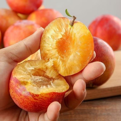 正宗营口东北大红袍李子5斤整箱新鲜酸甜当季10批发包邮3脱骨李