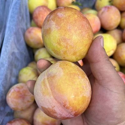 正宗营口东北大红袍李子5斤整箱新鲜酸甜当季10批发包邮3脱骨李图4