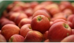 苹果采收加工,需要注意哪些方面?