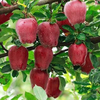 甘肃天水花牛苹果 代发3/9斤特大果国产红蛇果粉面红苹果非阿克苏图3