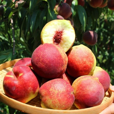 山东青州蜜桃 代发5斤新鲜脆甜硬桃孕妇水果应季青桃子非水蜜桃图2