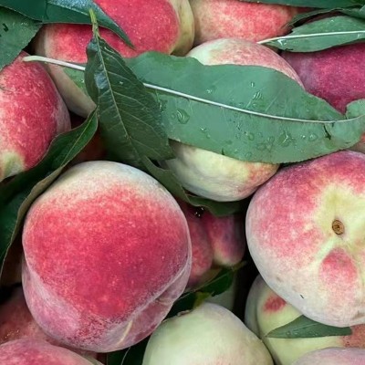 山东青州蜜桃 代发5斤新鲜脆甜硬桃孕妇水果应季青桃子非水蜜桃图4