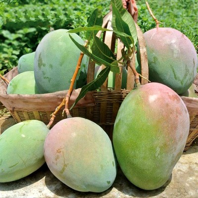 四川攀枝花凯特芒 代发3斤当季新鲜青芒果甜糯多汁大脸芒孕妇水果图4