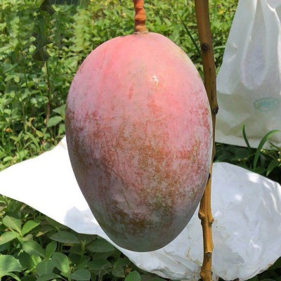 四川攀枝花凯特芒 代发3斤当季新鲜青芒果甜糯多汁大脸芒孕妇水果图3