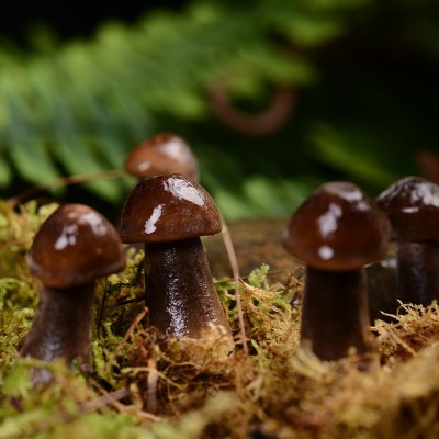 菌汤煲组合新鲜食用菌姬松茸黑皮鸡枞榆黄菇虫草花鸡油鲜菌汤包 2件图2