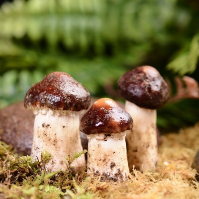 菌汤煲组合新鲜食用菌姬松茸黑皮鸡枞榆黄菇虫草花鸡油鲜菌汤包 2件图3