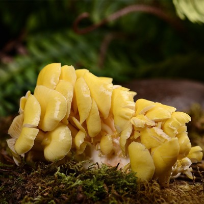 菌汤煲组合新鲜食用菌姬松茸黑皮鸡枞榆黄菇虫草花鸡油鲜菌汤包 2件图4