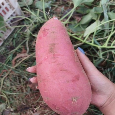 呱之廊 鲜美香甜营养红心山地红薯 烟薯25 糖化口感好 1斤图4