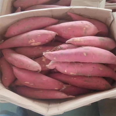 呱之廊 鲜美香甜营养红心山地红薯 烟薯25 糖化口感好 1斤图3