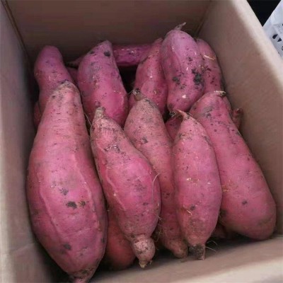 呱之廊 鲜美香甜营养红心山地红薯 烟薯25 糖化口感好 1斤图2