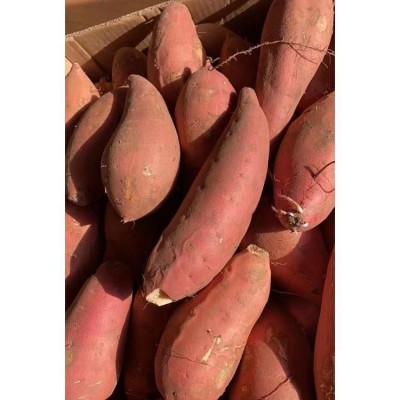 呱之廊 鲜美香甜营养红心山地红薯 烟薯25 糖化口感好 1斤图5