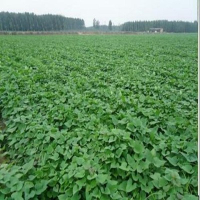 （电话可大量订货）呱之廊品牌 大叶红新鲜红薯 鲜美香甜 蒸煮烤制 个大美味 5斤图4