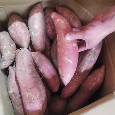 红薯新鲜农家自种番薯烤地瓜河北沙地烟薯25号红心蜜薯 5箱图4