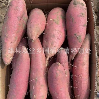 红薯新鲜农家自种番薯烤地瓜河北沙地烟薯25号红心蜜薯 5箱图2