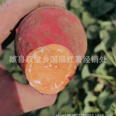红薯新鲜农家自种番薯烤地瓜河北沙地烟薯25号红心蜜薯 5箱图3