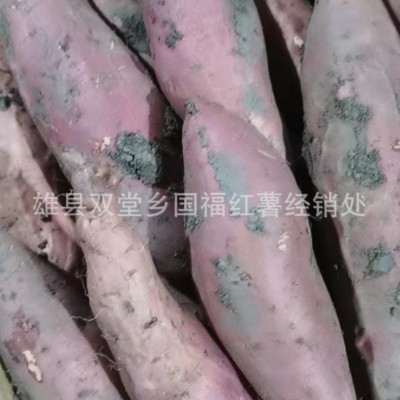 产地直发新鲜流油糖心蜜薯 沙地番薯河北红薯 烤地瓜烟薯25 5箱图3