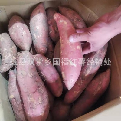 产地直发新鲜流油糖心蜜薯 沙地番薯河北红薯 烤地瓜烟薯25 5箱图4