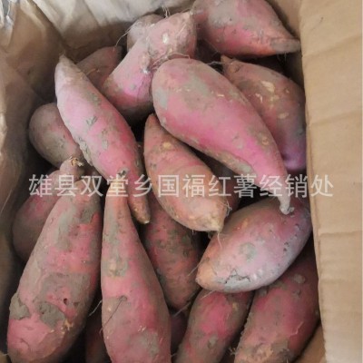 产地直发新鲜流油糖心蜜薯 沙地番薯河北红薯 烤地瓜烟薯25 5箱