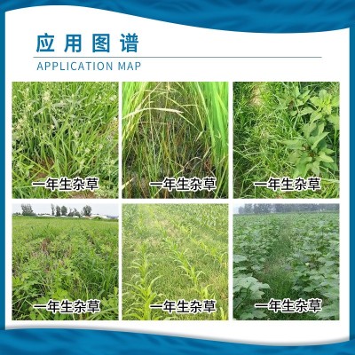 龙灯施田补 二甲戊灵 韭菜棉花生白菜玉米苗后杂草封闭除草剂农药图4