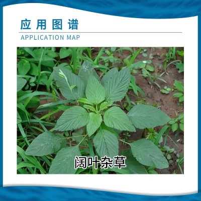 利尔 阔封20%氯氟吡氧乙酸异辛酯水花生玉米田苗后阔叶杂草除草剂图4