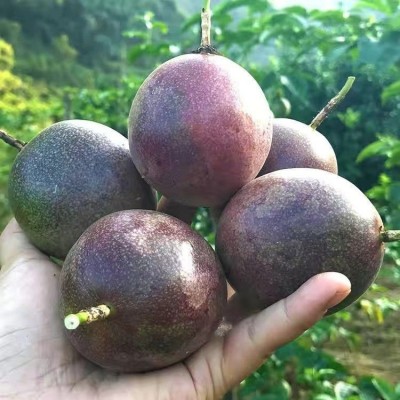 广西云南紫皮百香果新鲜大果包邮当季水果酸甜多汁原浆整箱批发 1斤图3