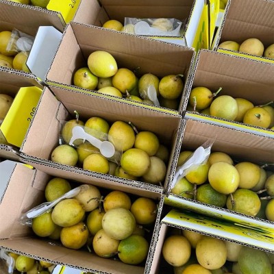 黄金百香果钦蜜9号源头直采广西香甜多汁现摘当季水果广西直采 1件图4