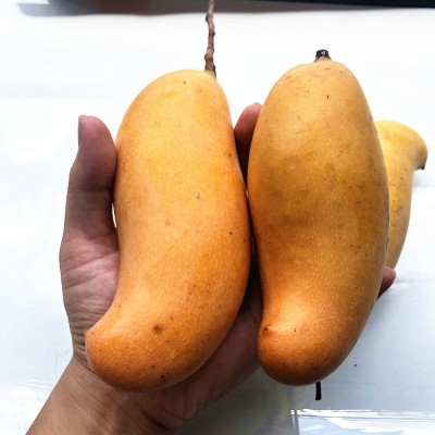 水果芒果哈尼蜜芒黄皮非广西百色桂七芒奶香浓郁现摘黄金糖度27 1件