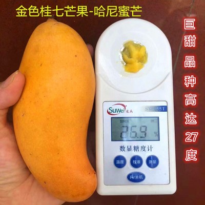 水果芒果哈尼蜜芒黄皮非广西百色桂七芒奶香浓郁现摘黄金糖度27 1件图2