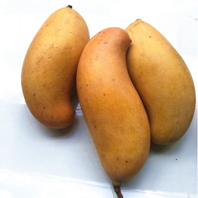 水果芒果哈尼蜜芒黄皮非广西百色桂七芒奶香浓郁现摘黄金糖度27 1件图4