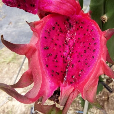 产地直发海南金都一号红心火龙果小果5斤京都火龙果时令水果新鲜 1件图4