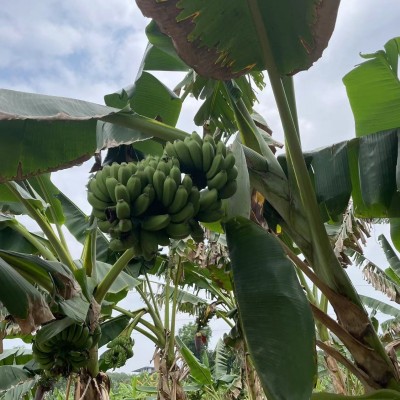 【严选】广西产地直供新鲜小米蕉粉蕉新鲜当季水果米蕉现摘香蕉 3斤图4