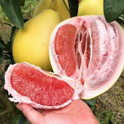 三红蜜柚大果礼盒红肉红心柚子中秋节团购贸易批发包邮 1斤图4