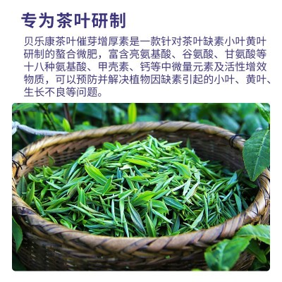 茶叶催芽增厚素叶肥喷施生长素专用叶面肥爆牙素水溶肥茶 树专用 12桶图3