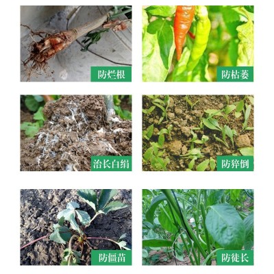 根腐康微生物菌剂烂根防根腐病青枯病僵苗果树花卉药材蔬 菜抑菌 12瓶图4