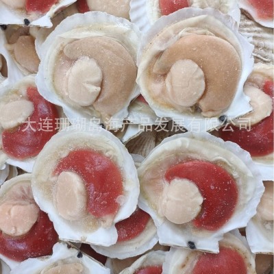 半壳贝、半壳虾夷贝、扇贝 2吨图3