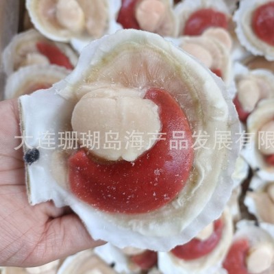 半壳贝、半壳虾夷贝、扇贝 2吨图2