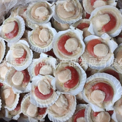 半壳贝、半壳虾夷贝、扇贝 2吨图5