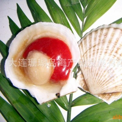 半壳贝、半壳虾夷贝、扇贝 2吨图4