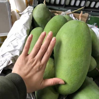 越南大青芒大金煌芒大青芒当季新鲜水果现摘现发