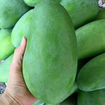 越南大青芒大金煌芒大青芒当季新鲜水果现摘现发图2