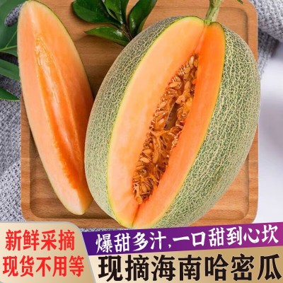 当季海南哈密瓜新鲜水果西州蜜晓蜜25号甜瓜网纹瓜一整箱包邮代发图2