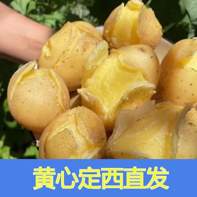 2025现挖定西土豆粗皮黄心土豆马铃薯洋芋当季新鲜旱地土豆图5