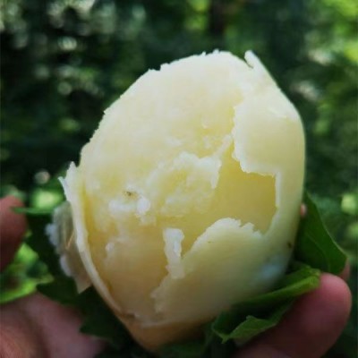 2025现挖定西土豆粗皮黄心土豆马铃薯洋芋当季新鲜旱地土豆图4